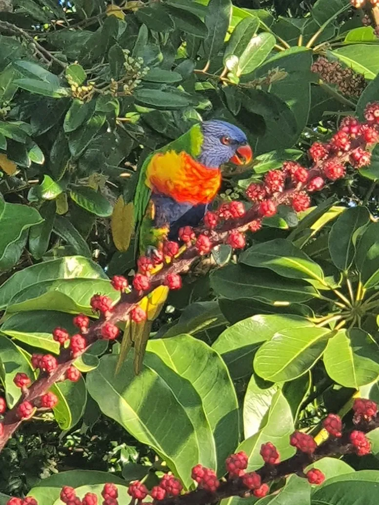 Campervan Road Trip from Cairns to Brisbane 29 Emu Park — A Peaceful Stopover 2