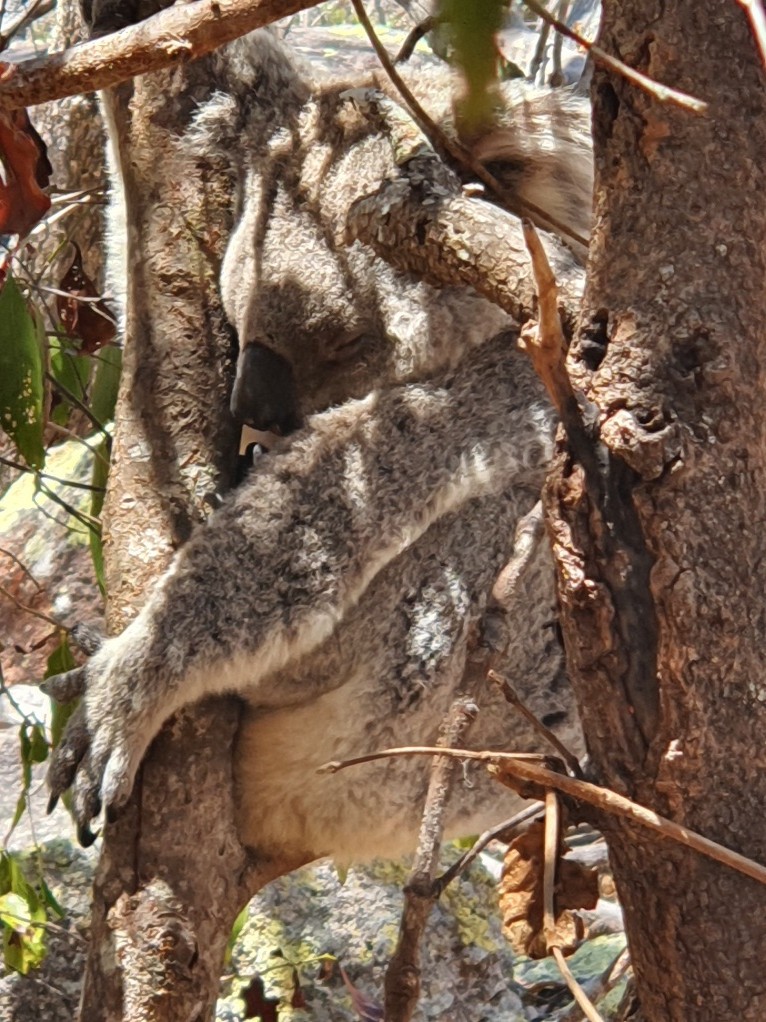 Campervan Road Trip from Cairns to Brisbane 13 Magnetic Island — Koalas Coastal Views 2